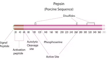 Pepsin molecular structure (CAS 9001-75-6)